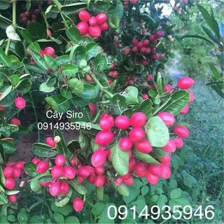 Cây Siro giống sỉ 30k