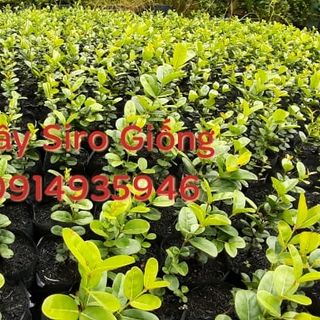 Cây Siro giống sỉ 30k