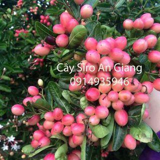 Cây Siro giống sỉ 30k