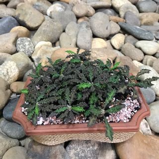 Sản phẩm mới cả nhà ủng hộ nhe