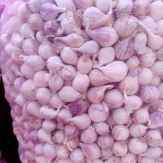 TỎI CÔ ĐƠN ẤN ĐỘ