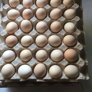 trang trại nguyên food cần tim đại lý nhà phân phối trứng gà ác trên toàn quốc giá sỉ