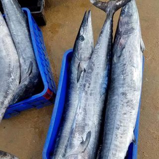 CÁ THU LỚN tươi vừa lên bờ