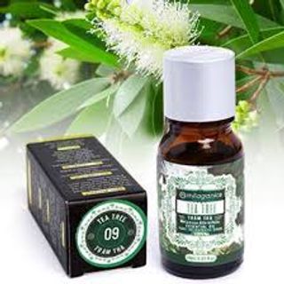 Sỉ tinh dầu tràm trà diệt khuẩn