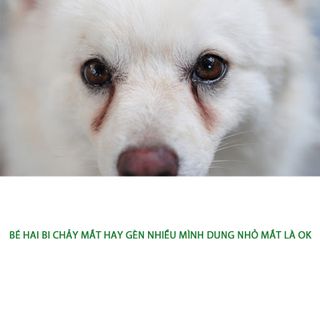 Combo 10 chai thuốc nhỏ mắt Bio Gentadrop 10ml - 79205