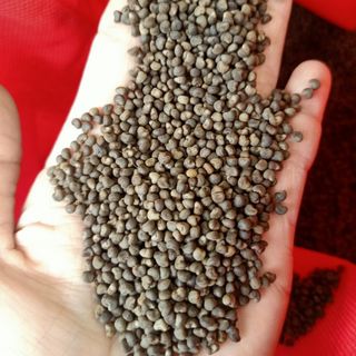 Hạt giống sâm - sâm bố chính