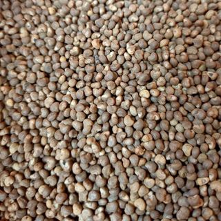 Hạt giống sâm - sâm bố chính