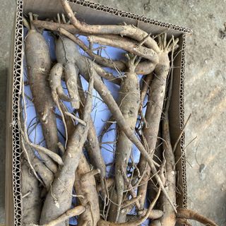 sâm bố chính - sâm tươi
