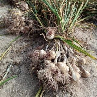 Hành Tỏi Lý Sơn Gốc