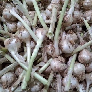 Hành Tỏi Lý Sơn Gốc