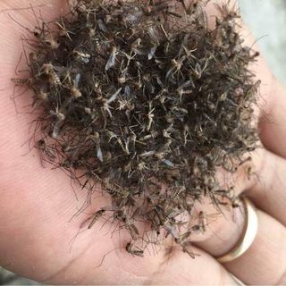 THUỐC PHUN MUỖI CÔN TRÙNG Y TẾ