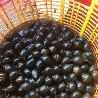 Ốc bưu đen thiên nhiên