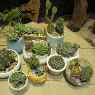 Sỉ các loại sen đá và tiểu cảnh trang trí