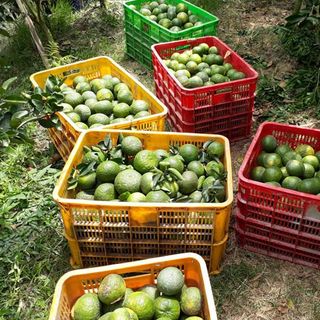 Cam sành Tam Bình Vĩnh Long