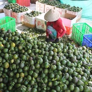 Cam sành Tam Bình Vĩnh Long