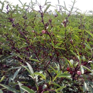 Trà hoa atiso đỏ Lạc Thần Hoa