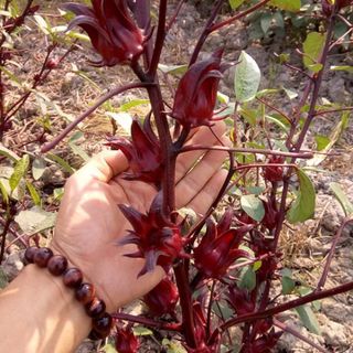 Nước cốt hoa atiso đỏ nguyên chất 100