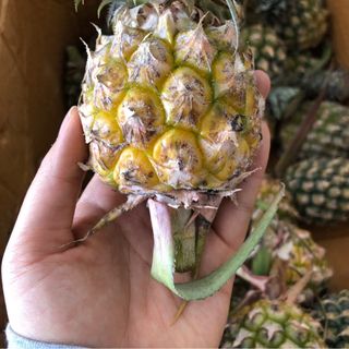 Khóm Thái Lan ngọt ngất ngây