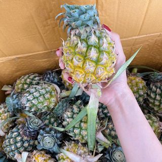 Khóm Thái Lan ngọt ngất ngây