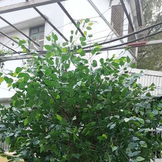 Cây lá xanh giả tại HP