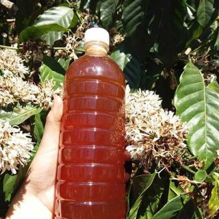 Mật Ong Hoa Cà Phê - Giá Sỉ​