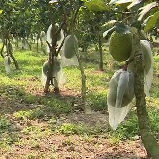 MÍT THÁI SIÊU NGON KHÔNG THUỐC