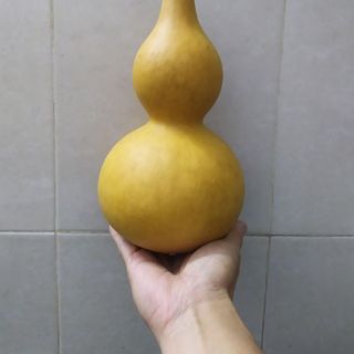 quả bầu hồ lô thật size 20-22cm