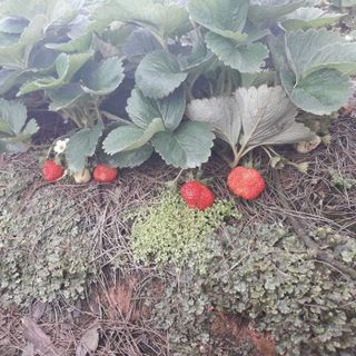 Dâu Tây Đà Lạt