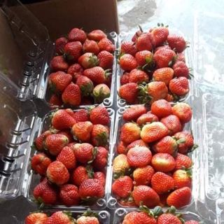 Dâu Tây Đà Lạt