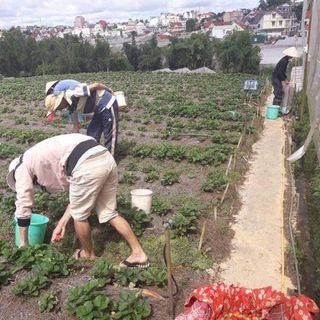 Dâu Tây Đà Lạt