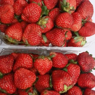 Dâu Tây Đà Lạt