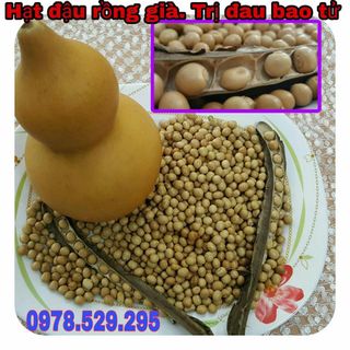 hạt đậu rồng già hạt vàng