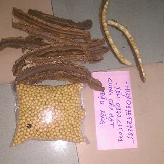 hạt đậu rồng già hạt vàng