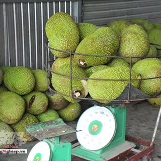 MÍT THÁI SIÊU NGON KHÔNG THUỐC