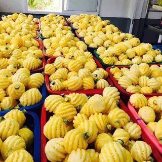 Dứa Thái Lan mini