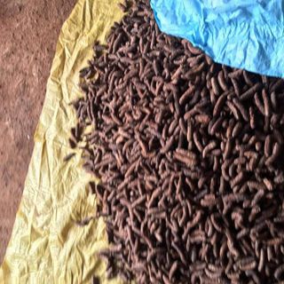 Chuối Hột Rừng Campuchia
