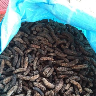 Chuối Hột Rừng Campuchia
