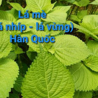 Lá mè lá nhíp lá vừng Hàn Quốc giá sỉ