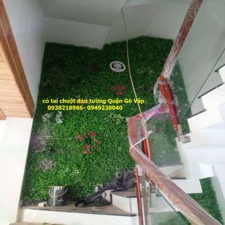 Cỏ tai chuột trang trí mảng tường xanh