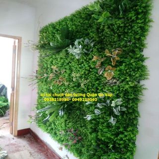 Cỏ tai chuột trang trí mảng tường xanh