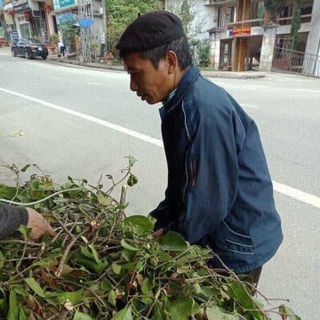 Tầm Gửi Cây Gạo