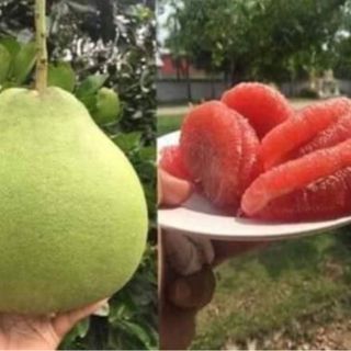 Cây giống bưởi rubi thái lan
