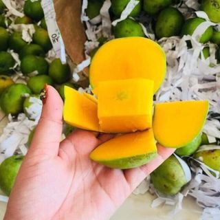 Xoài Táo Campuchia NGON - ĐẸP - LẠ