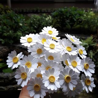 Hoa cúc họa mi giấy 38mm