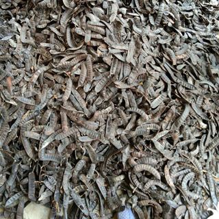 Bồ kết khô đốt xông kháng khuẩn ở Việt nam