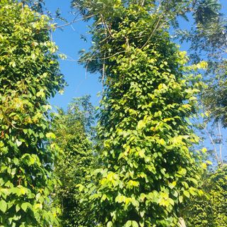 TIÊU ĐEN SÁU HẢI - TIÊU ĐAK LAK Nhà trồng không thuốc sâu ko kích thích