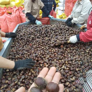 Hạt Dẻ Trùng Khánh giá sỉ