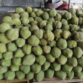 Sầu riêng cơm vàng hạt lép