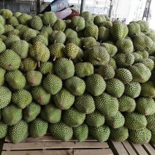 Sầu riêng cơm vàng hạt lép
