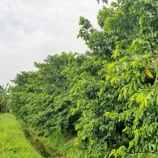 Trà Mãng Cầu Xiêm Tam Nguyên